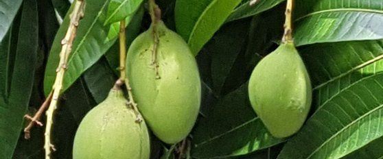 Harvest practices for mango