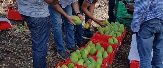 Harvest practices for mango