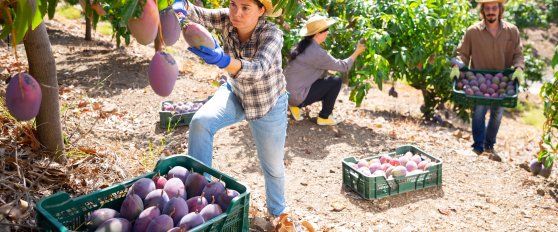Harvest practices for mango