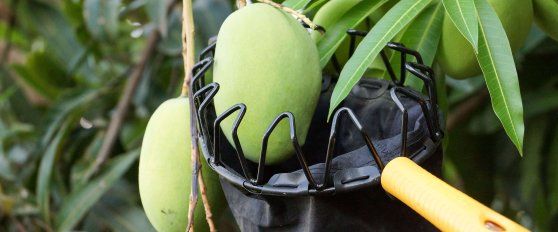 Harvest practices for mango