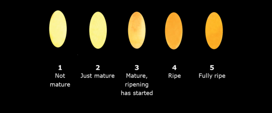 Harvest practices for mango