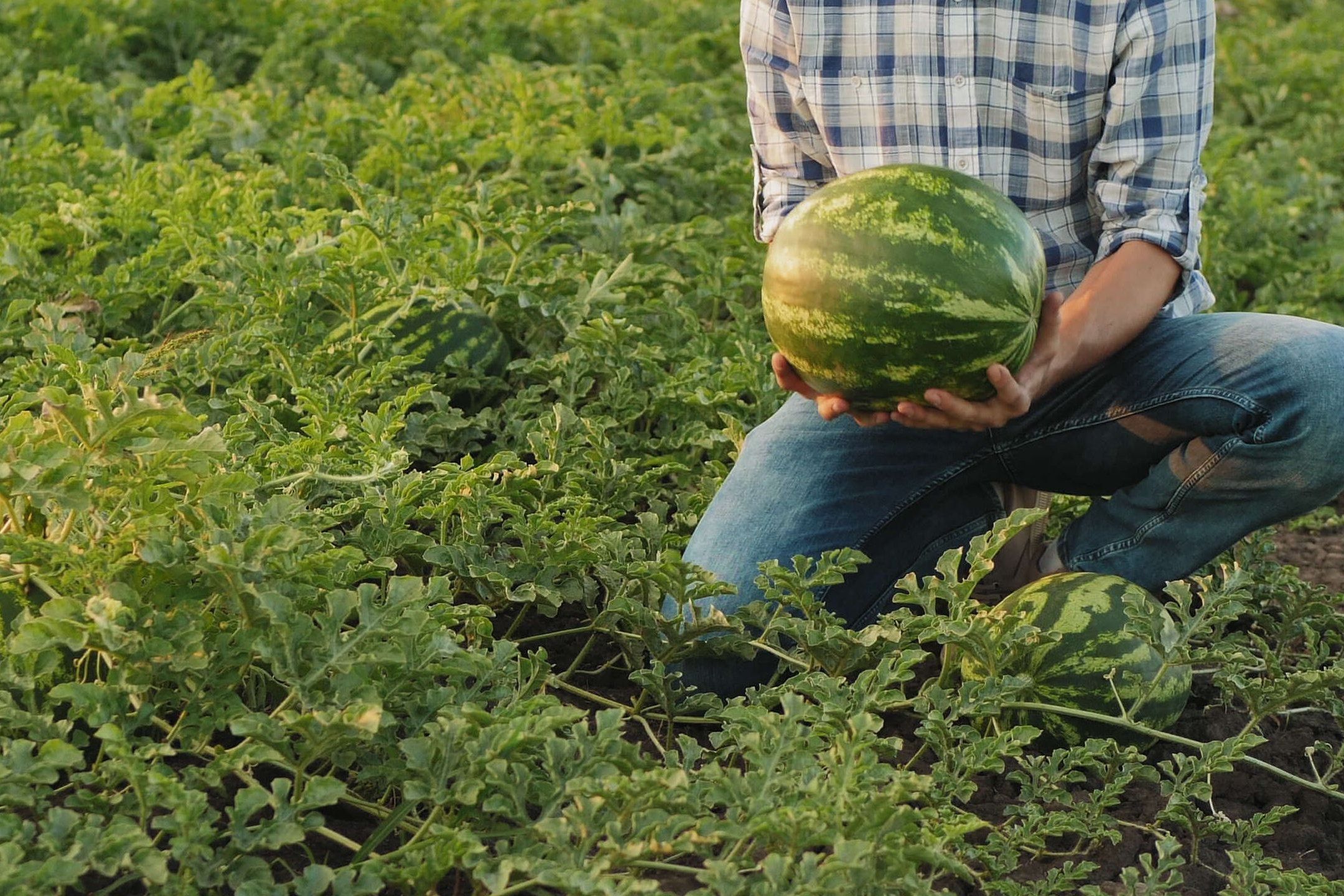 Harvest practices for melon