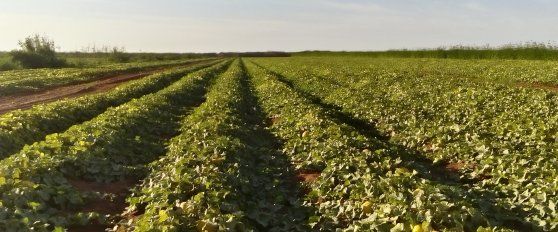 Harvest practices for melon