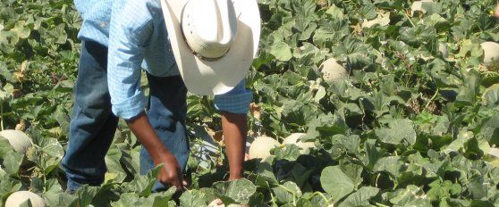 Harvest practices for melon