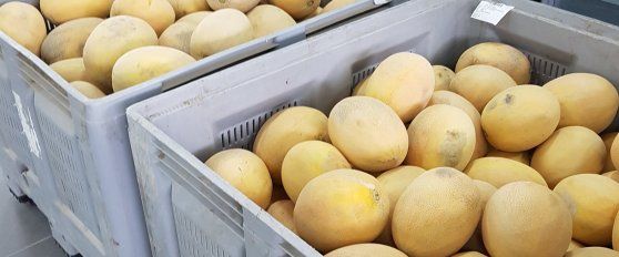 Harvest practices for melon