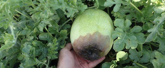 Harvest practices for melon