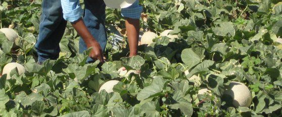 Harvest practices for melon