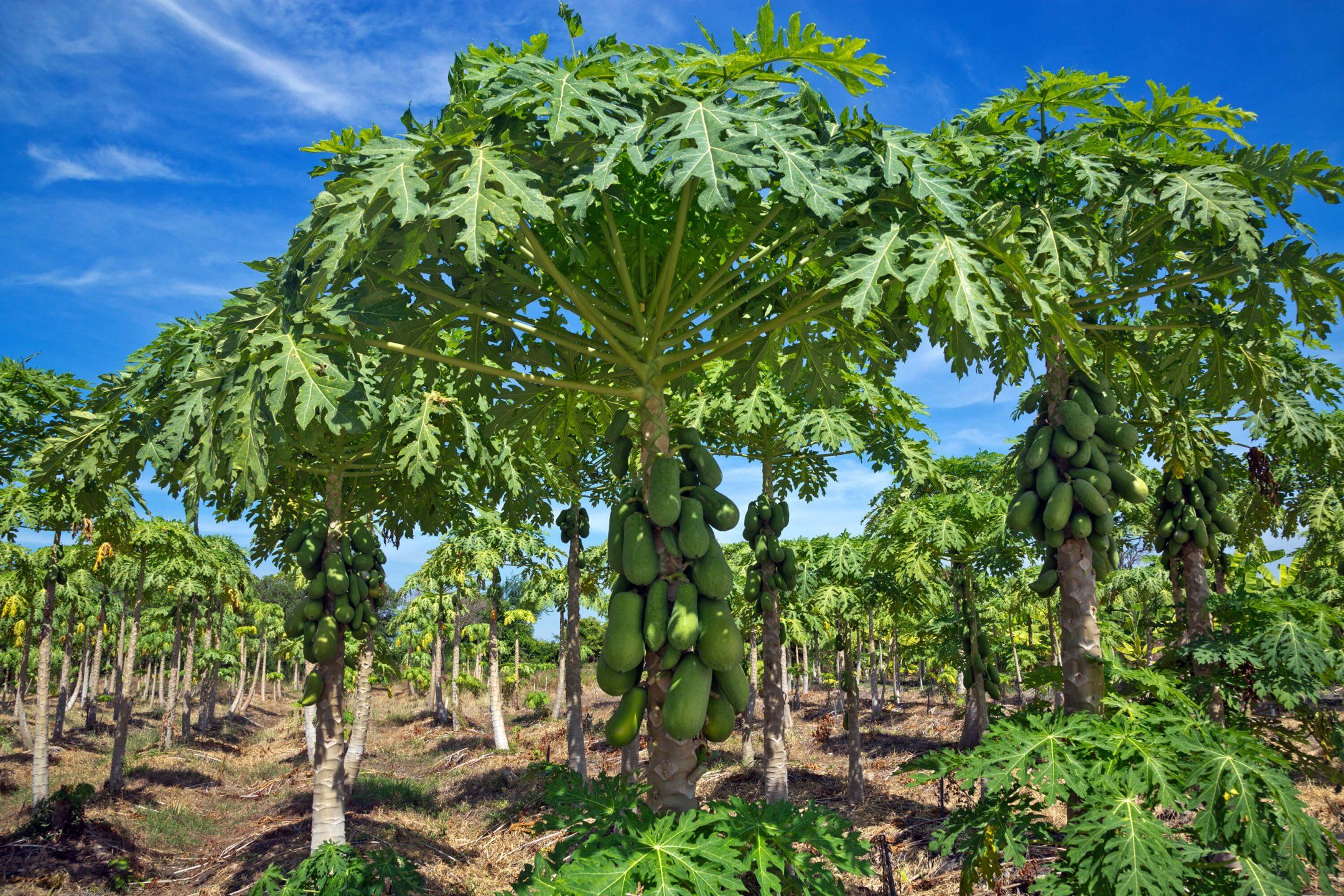 Harvest practices for papaya