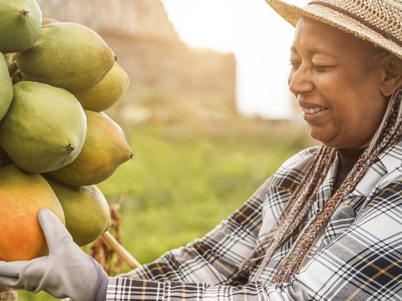 Harvest practices for papaya