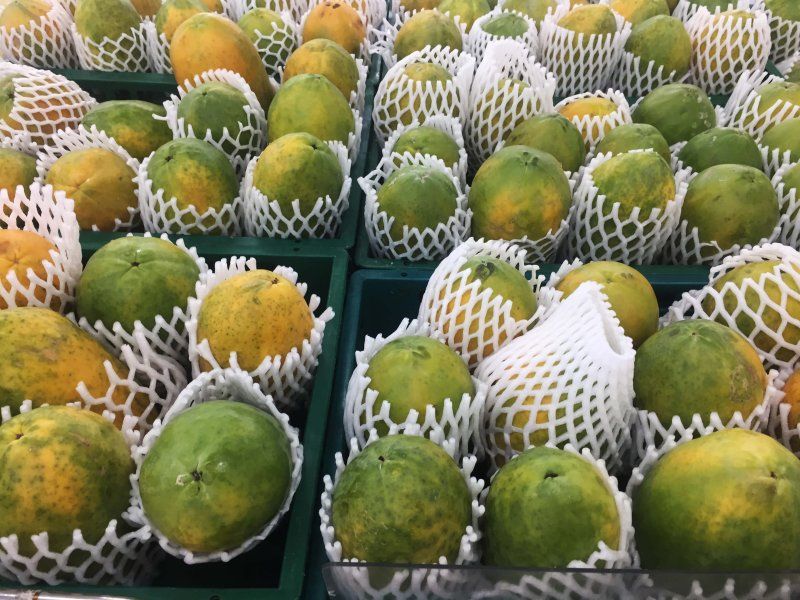 Harvest practices for papaya