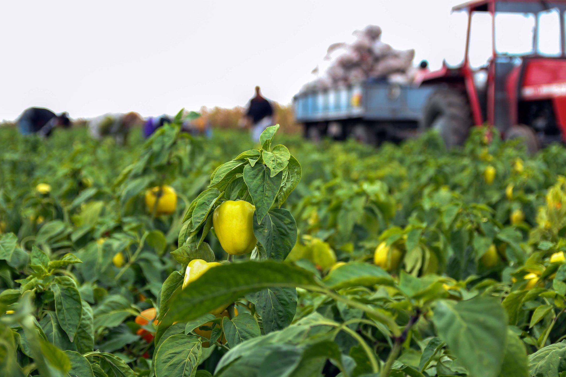 Harvest practices for peppers