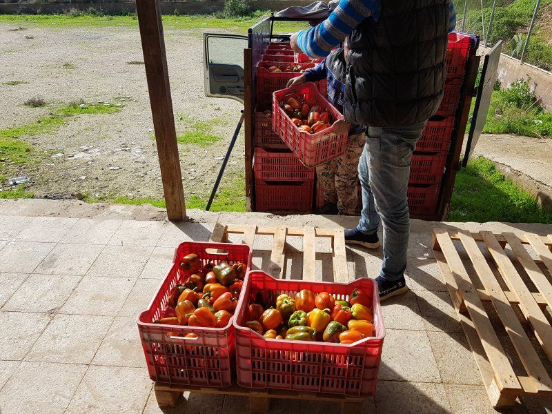 Harvest practices for peppers