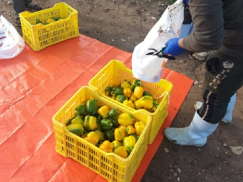 Harvest practices for peppers