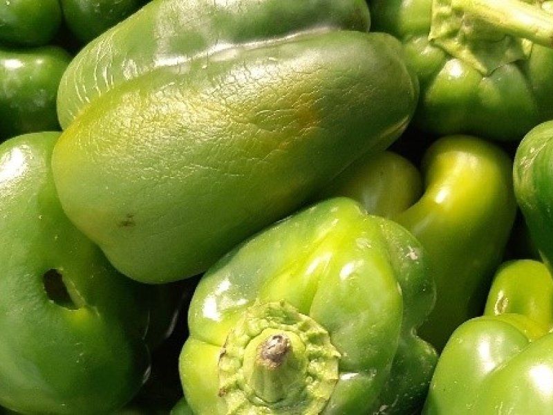 Harvest practices for peppers