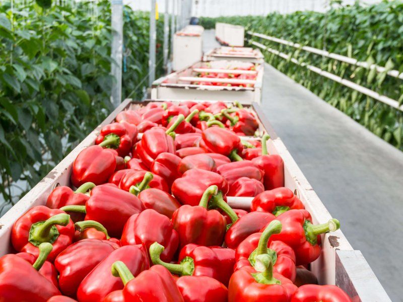 Harvest practices for peppers