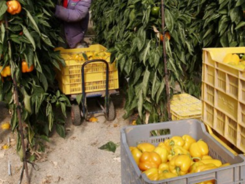 Harvest practices for peppers