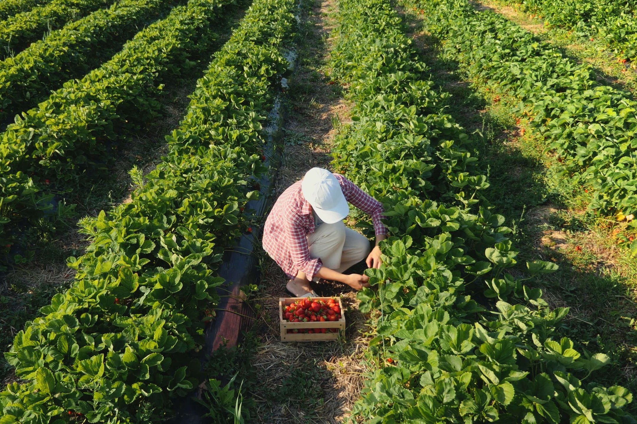 Harvest practices for strawberry