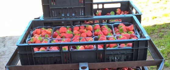 Harvest practices for strawberry