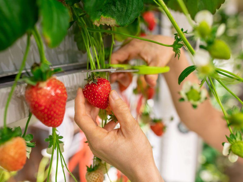 Harvest practices for strawberry