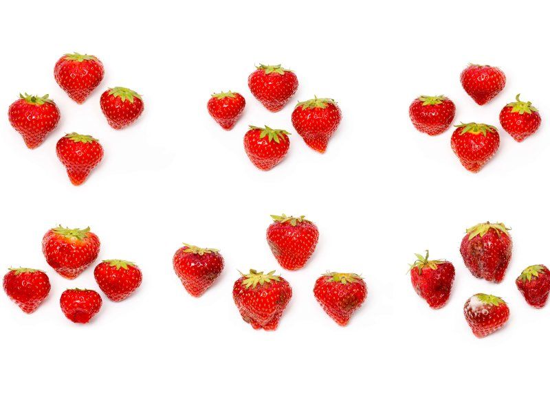 Harvest practices for strawberry