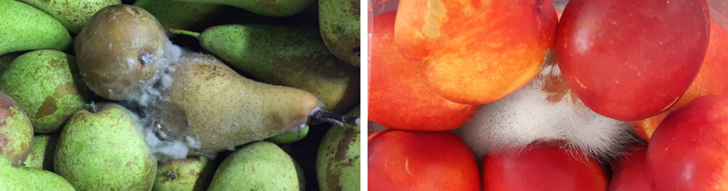 How to control water loss of horticultural produce during storage