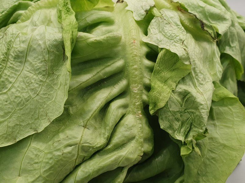 Lettuce disorders and diseases