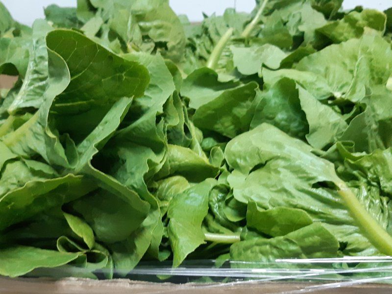 Lettuce disorders and diseases