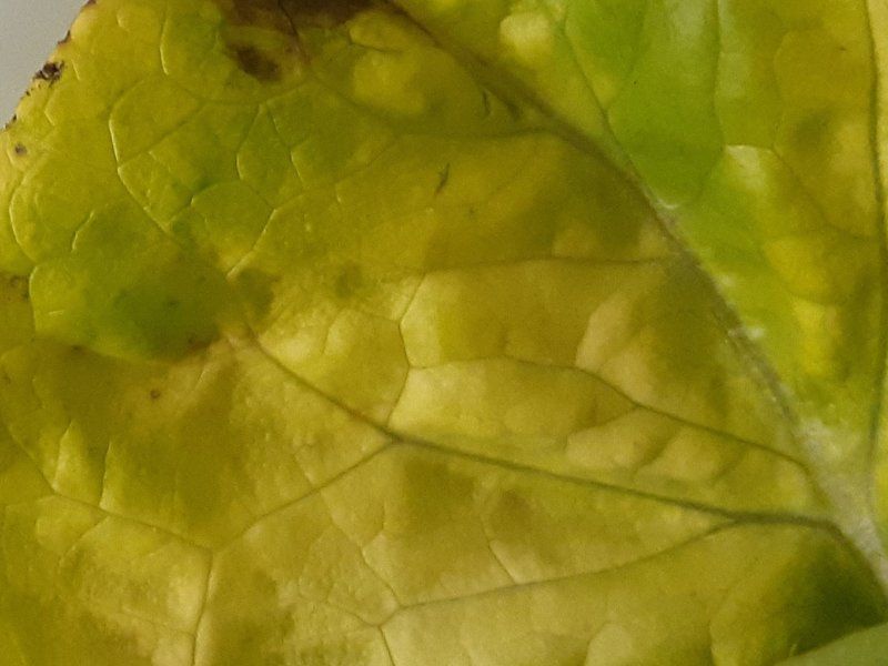 Lettuce disorders and diseases