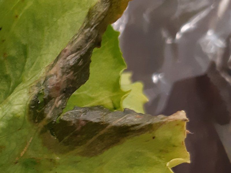 Lettuce disorders and diseases