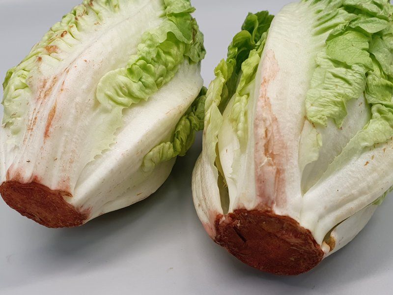 Lettuce disorders and diseases