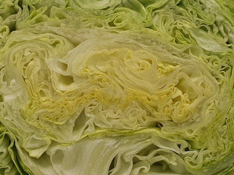 Lettuce quality