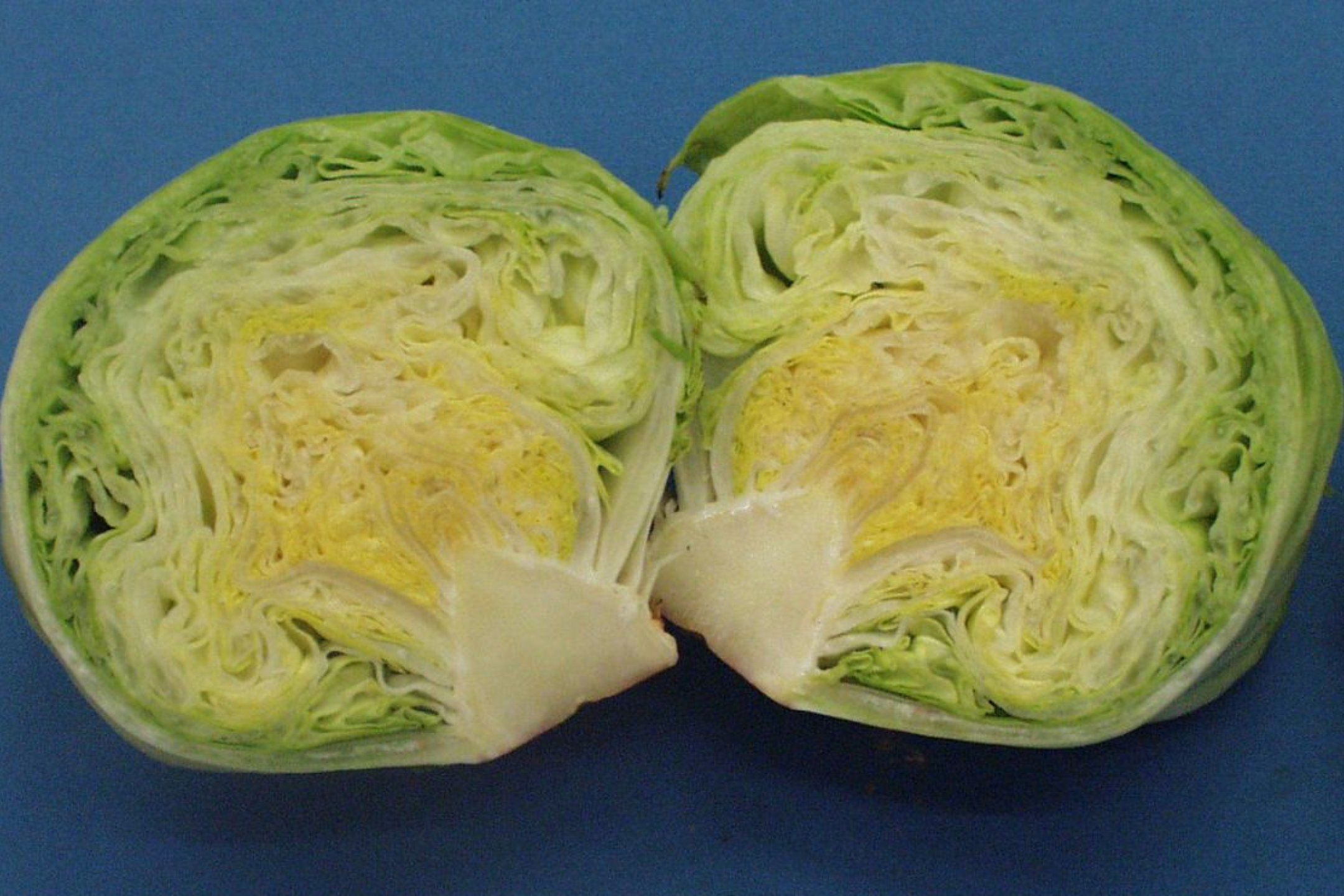 Lettuce