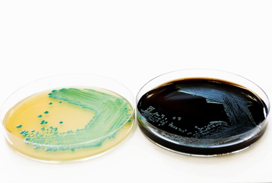 Listeria monocytogenes Growth Relevant to Minimally Processed Vegetables