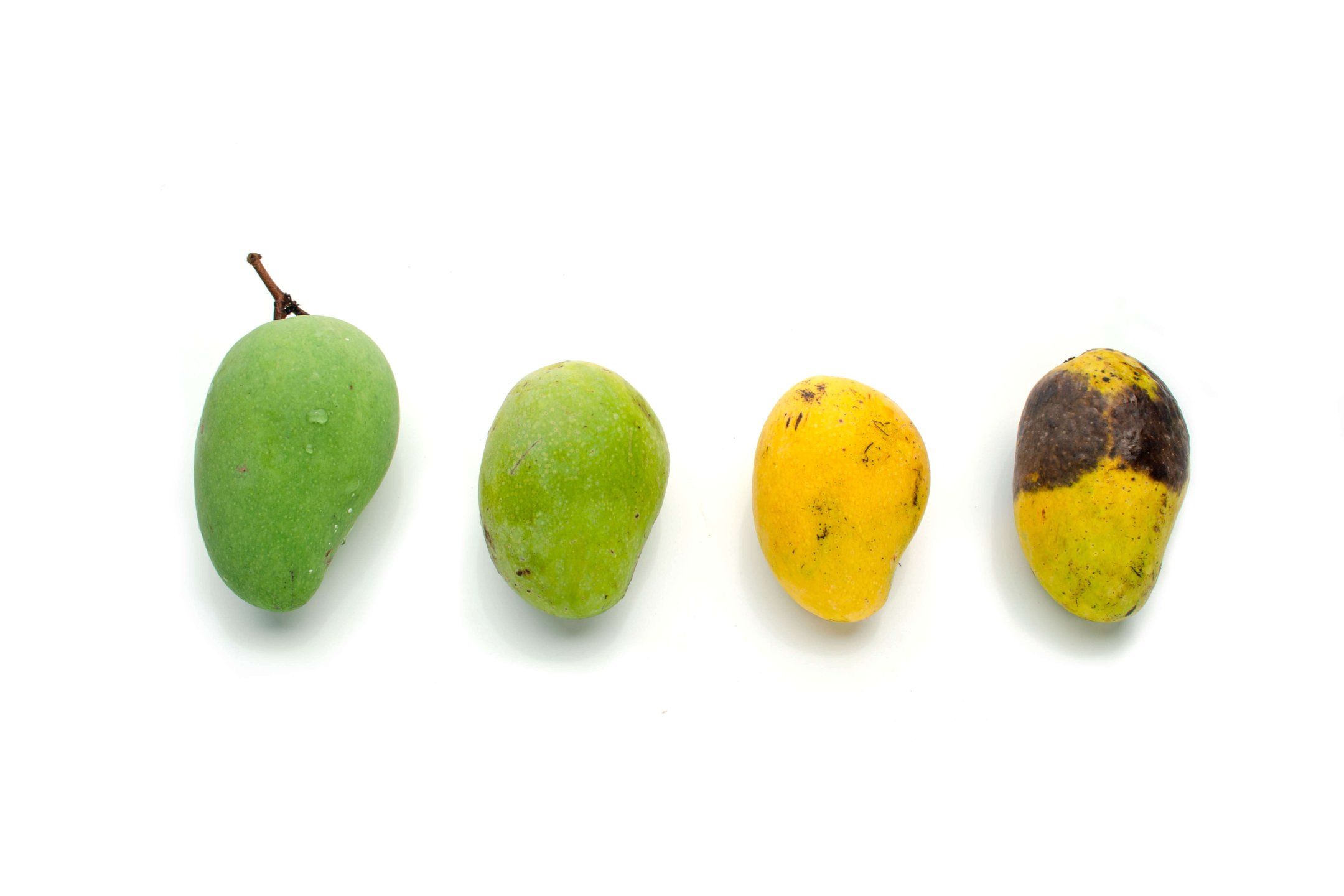Mango disorders and diseases