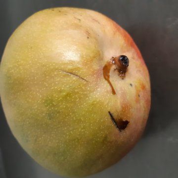Mango disorders and diseases