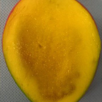 Mango disorders and diseases