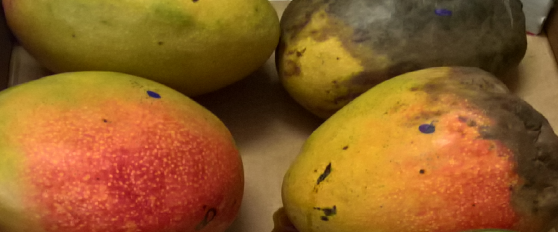 Mango quality