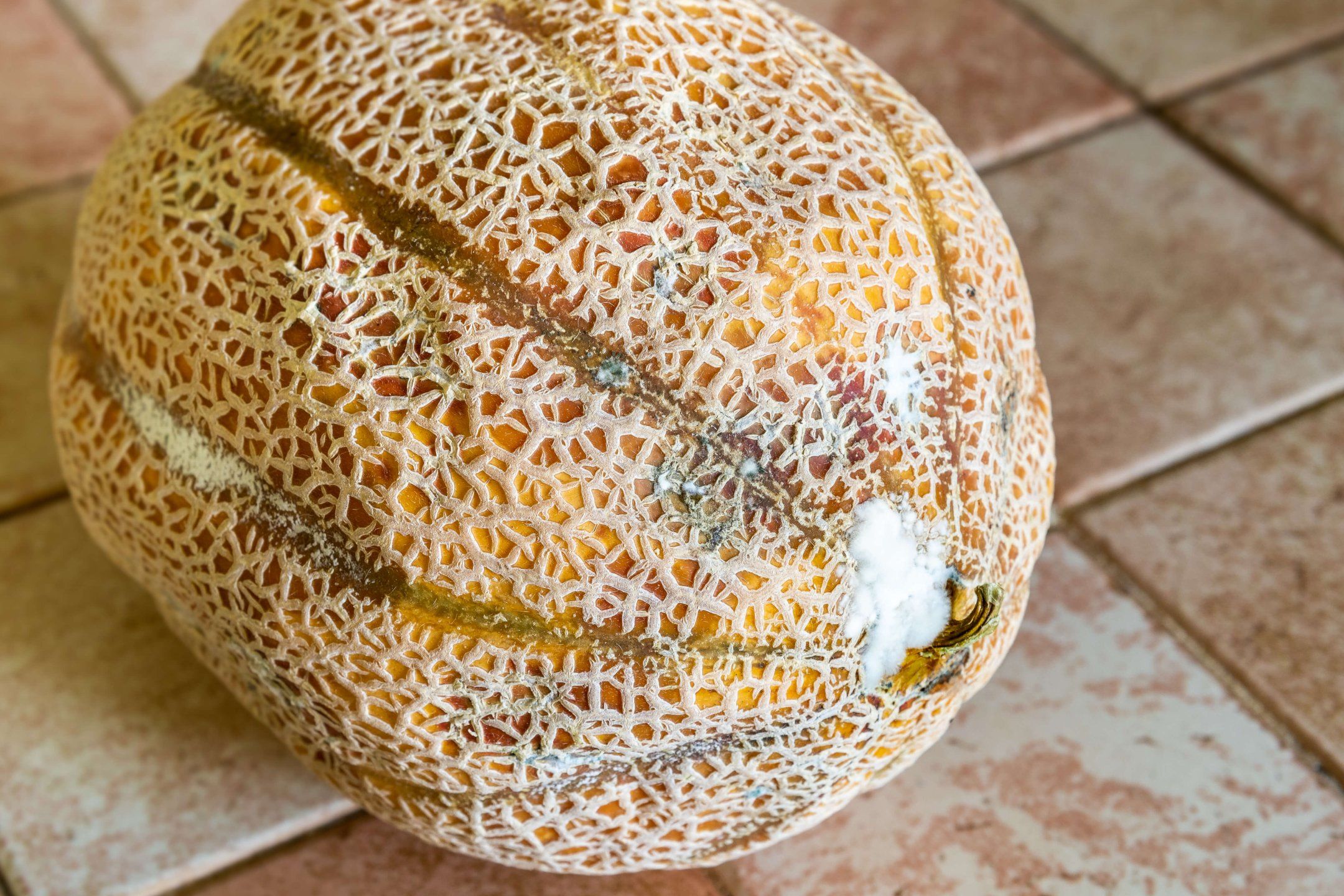 Melon disorders and diseases