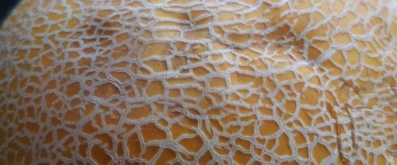 Melon disorders and diseases