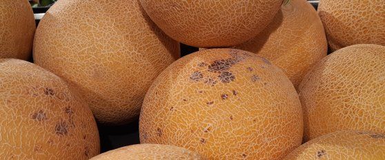 Melon disorders and diseases