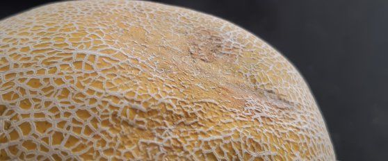 Melon disorders and diseases