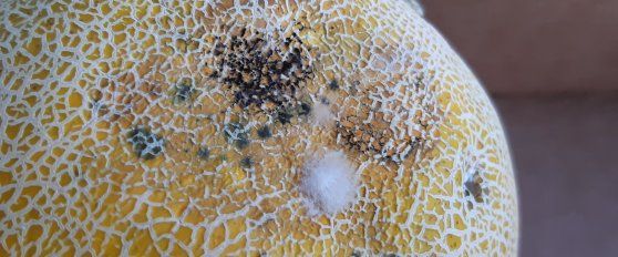 Melon disorders and diseases