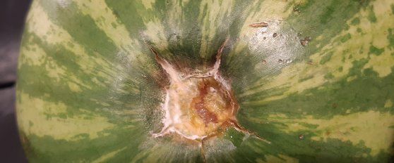 Melon disorders and diseases