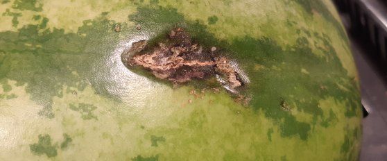 Melon disorders and diseases