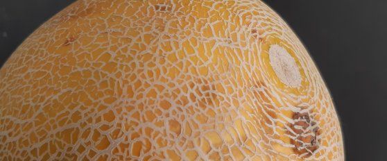 Melon quality