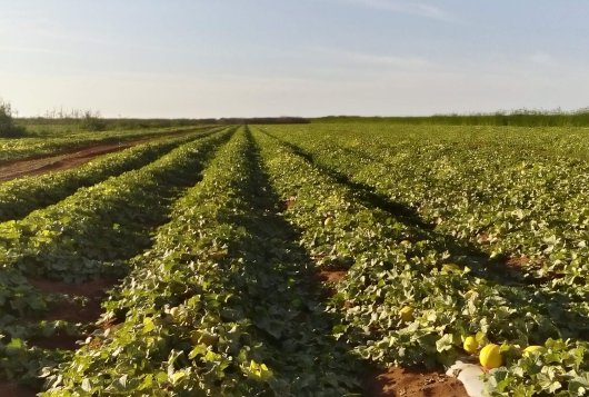 Optimal harvest moment of melons