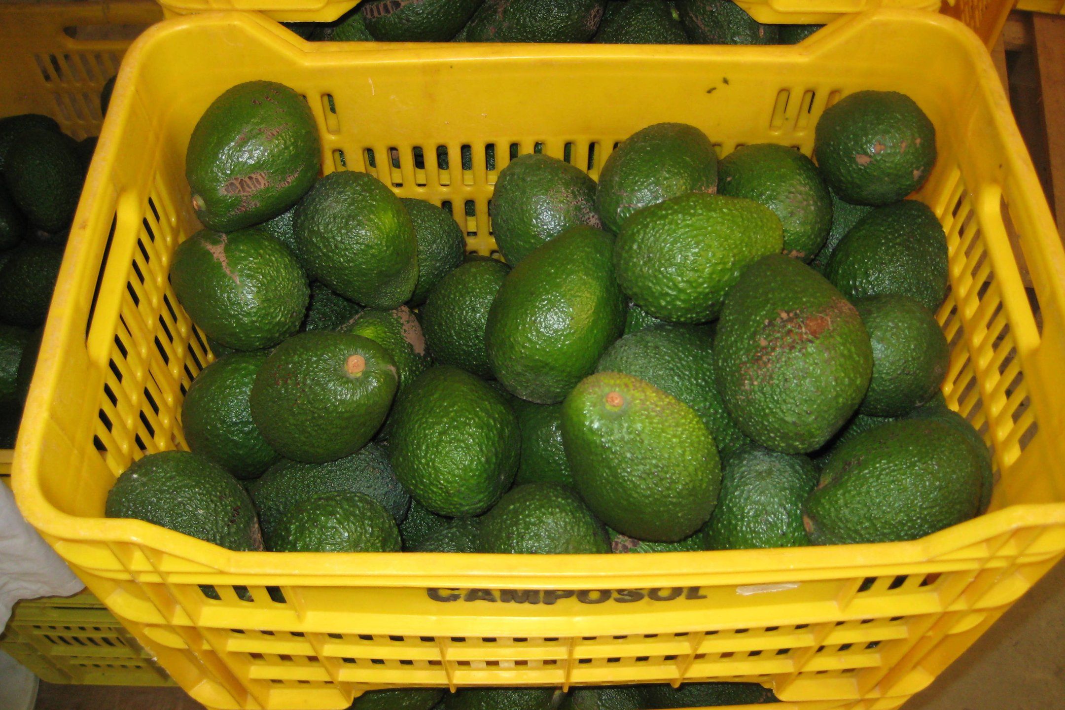 Packhouse practices for avocado