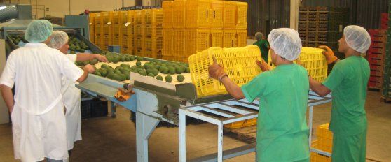 Packhouse practices for avocado