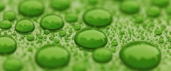 Packhouse practices for avocado