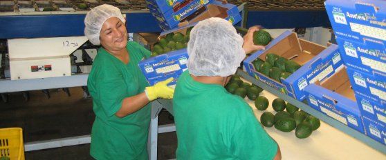 Packhouse practices for avocado